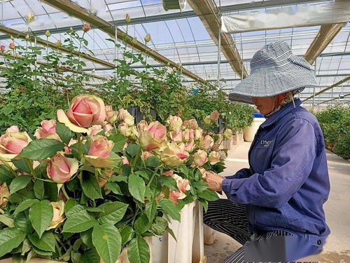 高科技种植， 环保理念先行