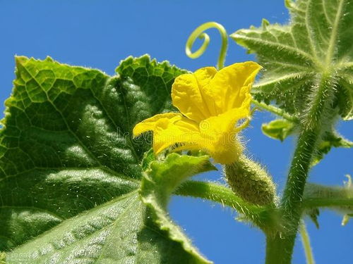 揭秘黄瓜“黄头”现象：种植过程中的常见问题及对策