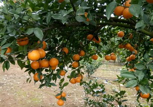 桔子树的价格之谜