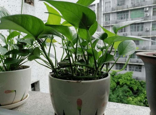 茶叶水妙用：浇灌植物的绿色魔法