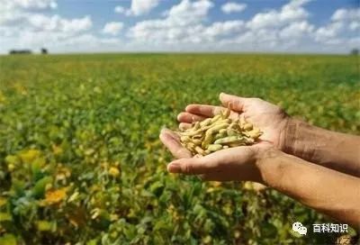 泓森槐的经济价值