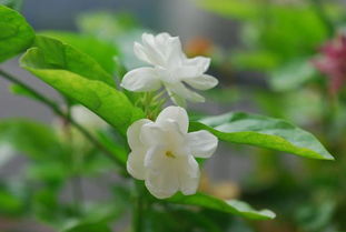“茉莉花养护：适量浇水