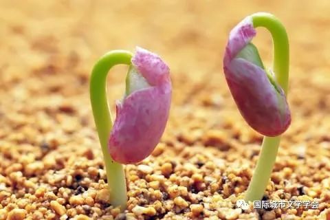 种子发芽，耐心等春风