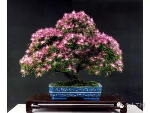 庭荫树修剪：打造挺秀树形