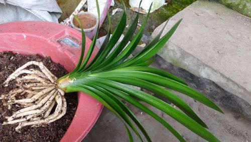 播种温度及发芽时间