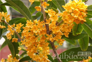 揭秘传统园林桂花树，美艳秋韵必看！