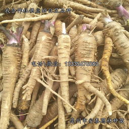 如何有效催芽白芷种子