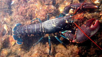 揭秘龙虾死亡之谜：探究导致龙虾死亡的常见原因