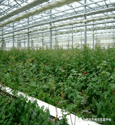 美国石竹， 北方种植新宠