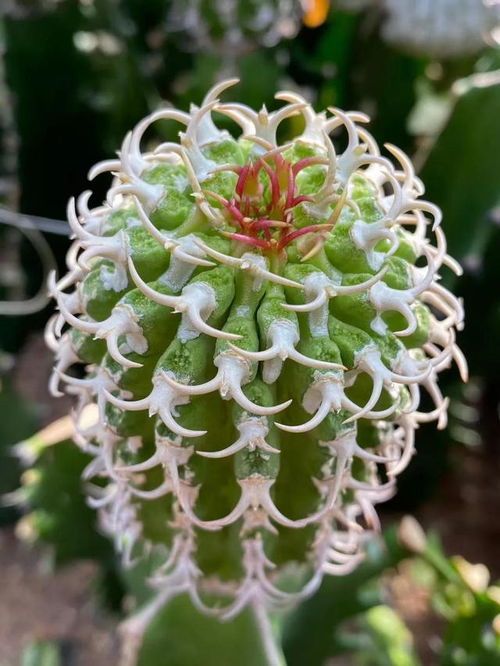 一球在手，百花绽放