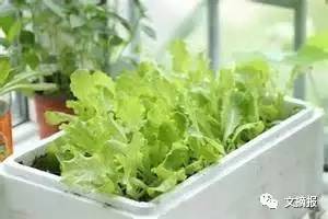 今天07:27 几种菜养在阳台上，发芽好生长快，半月就能吃，栽几盆一年吃不完
