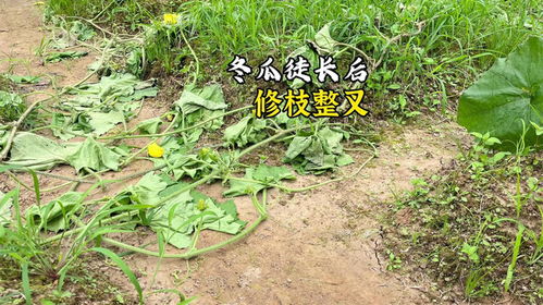 冬瓜剪枝技巧：高效畜牧生产必备知识