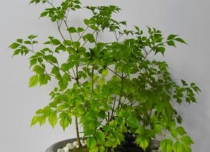 氮肥：枝叶繁茂的关键