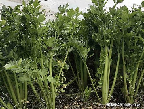 鸡蛋花肥料使用注意事项