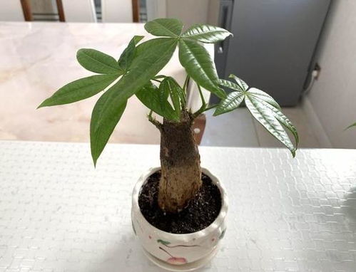 橡皮树适合用透气性好、底部有排水孔的花盆种植