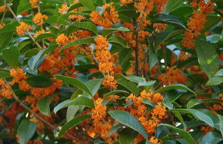 金桂堪着皮实其实是