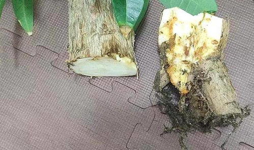 发财树主干腐烂，及时切除消毒
