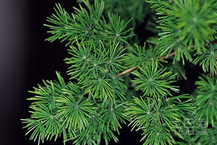 33. 松树的市场价值