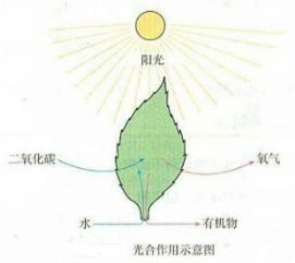 植物叶子卷曲，是光合作用受阻吗