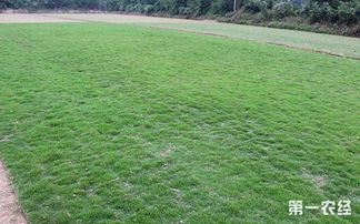 三大抗冻天王草， 冬日里的绿洲