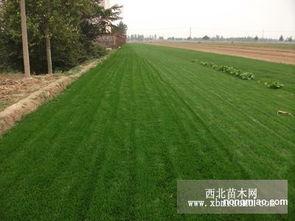 草坪的归属：苗木还是花卉