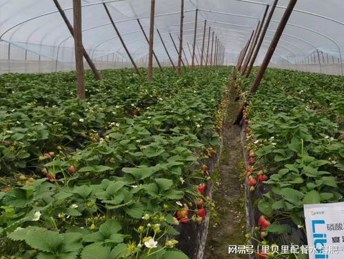 草莓开花后如何科学施肥