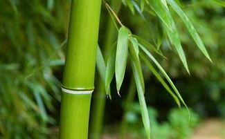 竹子为何会开花？其寓意又蕴含着怎样的深远意义