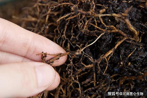 金银花烂根如何用生物菌剂和土壤改良剂处理