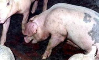 猪生病了除了打针还有哪些治疗方法呢？