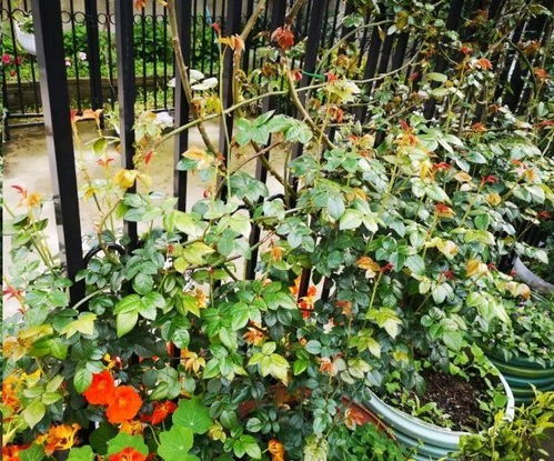 藤本月季造型新花样