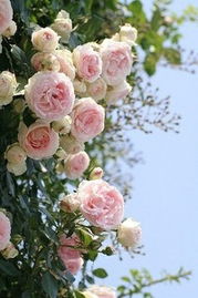 蔷薇与月季的渊源