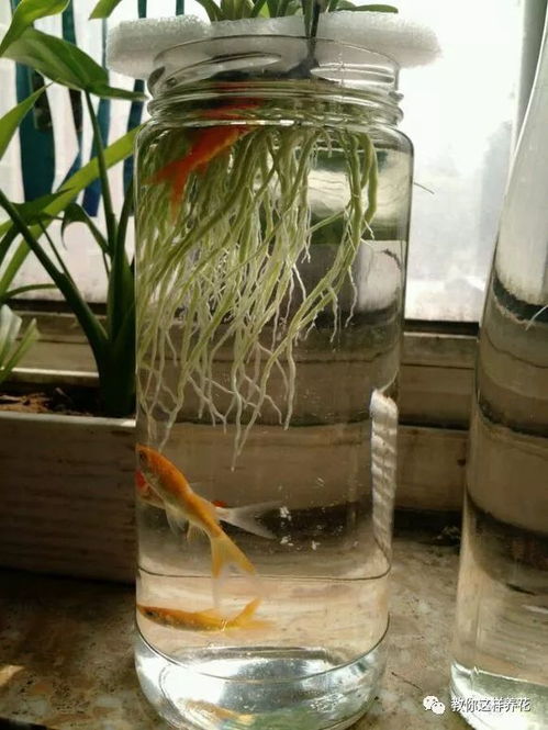 水培花下养鱼，如何科学喂食不污染
