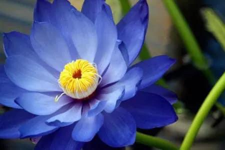 澳门花是莲花？这花有什么特别之处