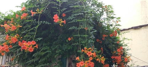 “凌霄花花期多久？爆款花卉花期揭秘！”