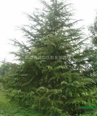 南京浦口：苗木之者阝， 雪松的乐园