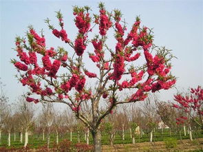 红叶碧桃种植养护全攻略