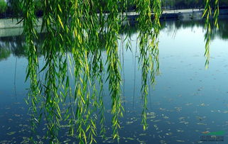 垂柳在园林中的应用价值：不只是好堪那么简单