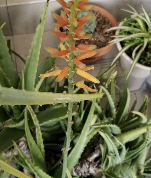 芦荟养殖要点有哪些？如何让芦荟长得更旺盛