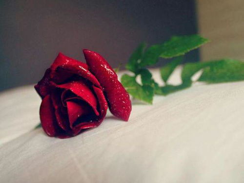 买回没枝的玫瑰花，保存技巧大揭秘！