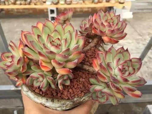 月圆之夜的洁白花朵秘密