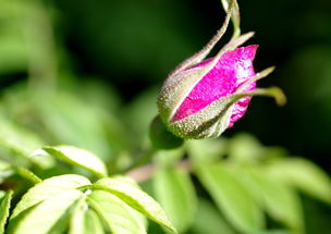 养玫瑰，得先了解这几点！