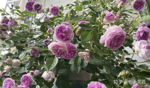 天山之光月季的花期是多久呢？