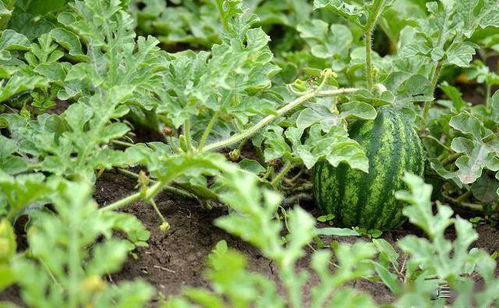香菜枯萎病防治：快速解决香菜立枯问题