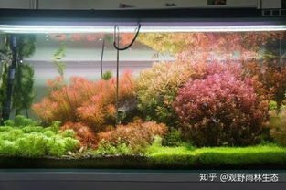 鱼缸旁的花儿选啥好？美美的，还不用费太多劲！