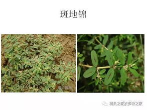 这款杀鸭跖草除草剂专治鸭跖草，效果如何？对其他杂草有作用吗？