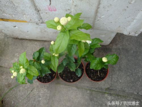 春季修剪虎头茉莉，有哪些技巧和注意事项