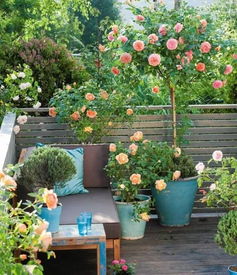 月季的种植小技巧