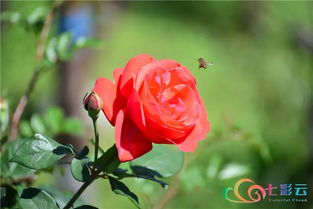 云裳月季：来自厄瓜多尔的神秘之花