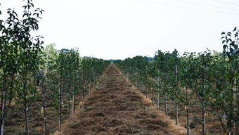 二、口碑怎么来的？