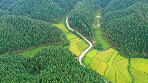 国家储备林建设：3600万亩梦想， 适合种植的树种大盘点